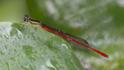 Telebasis garleppi (Montane Firetail) male.jpg